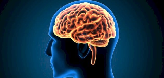 خلايا مناعية في الدماغ يمكن أن تساعد في إبطاء الزهايمر